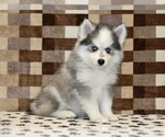 Small #3 Pomsky