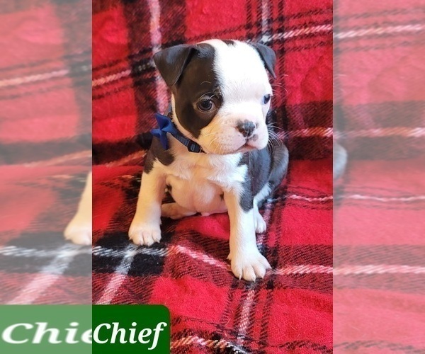 Medium Photo #3 Boston Terrier Puppy For Sale in POMEROY, OH, USA