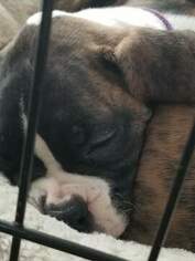 Boxer Puppy for sale in OAKLAND, CA, USA