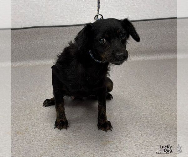 Medium Photo #2 Doxiepoo (Miniature) Puppy For Sale in Washington, DC, USA