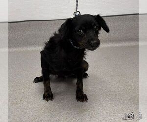 Ohana - Female Doxiepoo (Miniature) Dog for Adoption - Photo #2