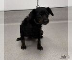 Small Photo #2 Doxiepoo (Miniature) Puppy For Sale in Washington, DC, USA