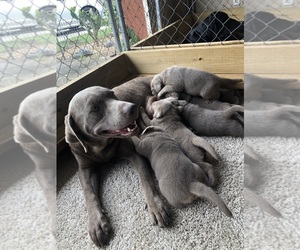 Mother of the Labrador Retriever puppies born on 02/05/2024