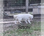 Small English Cream Golden Retriever