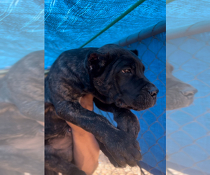 Cane Corso Puppy for sale in MODESTO, CA, USA