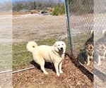Small #2 Great Pyrenees