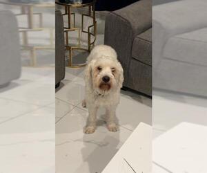 Miniature Schnauzer-Unknown Mix Dogs for adoption in San Antonio, TX, USA