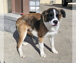 Small Saint Bernard Mix