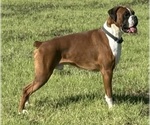 Small Photo #1 Boxer Puppy For Sale in PAWNEE CITY, NE, USA
