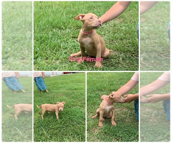 Medium Photo #4 American Pit Bull Terrier Puppy For Sale in DEARING, GA, USA