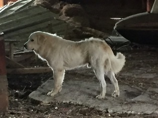 Father of the Great Pyrenees puppies born on 05/21/2017