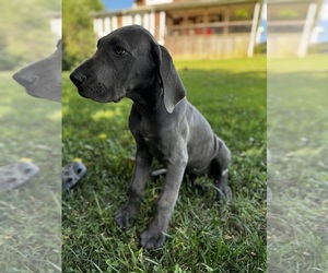 Great Dane Puppy for sale in EDMONTON, KY, USA