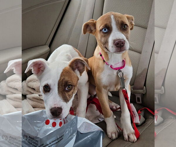 Medium Photo #6 Mutt Puppy For Sale in Woodbury, NY, USA