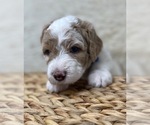 Small Photo #52 Double Doodle Puppy For Sale in PIERSON, FL, USA