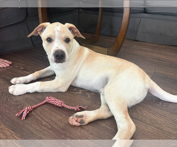 Medium Photo #4 American Pit Bull Terrier-American Staffordshire Terrier Mix Puppy For Sale in Chester, VA, USA