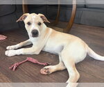 Small #3 American Pit Bull Terrier-American Staffordshire Terrier Mix