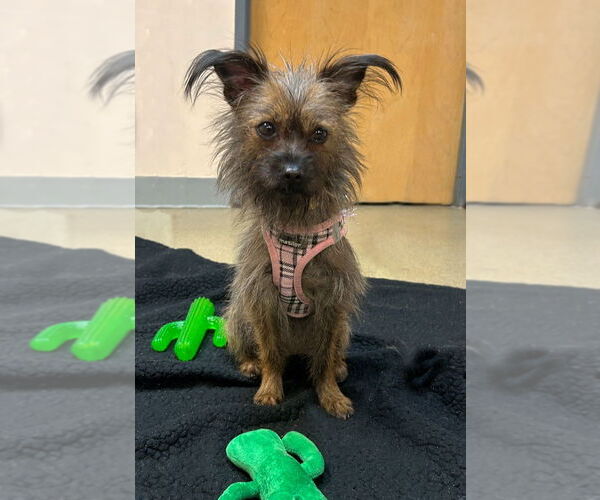 Medium Photo #2 Cairn Terrier-Unknown Mix Puppy For Sale in Sayreville, NJ, NJ, USA