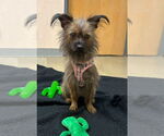 Small #1 Cairn Terrier Mix