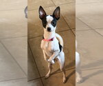 Small #6 Chihuahua Mix