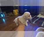 Small #10 Shih Apso
