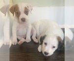 Small #2 Chihuahua-Spaniel Mix