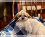 Small Shih Tzu