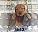 Small Photo #9 Golden Retriever Puppy For Sale in WAYNESVILLE, MO, USA