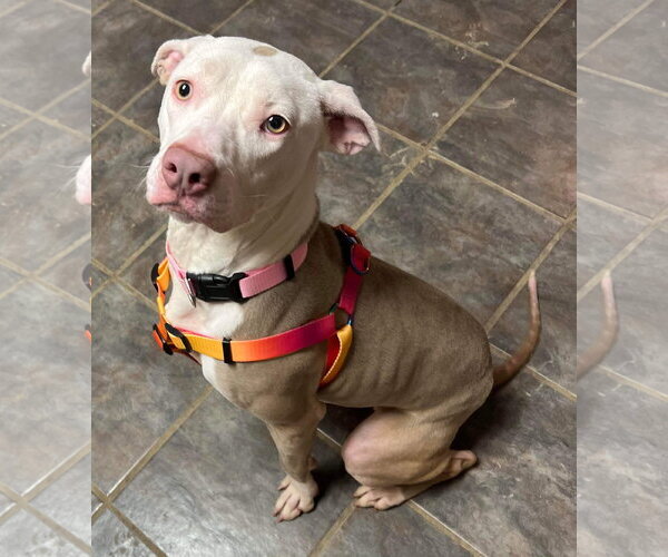 Medium Photo #41 American Pit Bull Terrier-Unknown Mix Puppy For Sale in Germantown, OH, USA