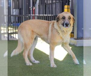 Anatolian Shepherd-Unknown Mix Dogs for adoption in Waco, TX, USA
