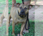 Small #5 Black Mouth Cur Mix