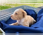 Small Photo #9 Catahoula Leopard Dog-Unknown Mix Puppy For Sale in YELLVILLE, AR, USA