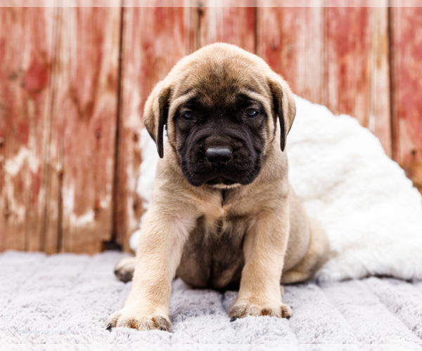 Medium Photo #79 Mastiff Puppy For Sale in WAKARUSA, IN, USA