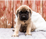 Small Photo #79 Mastiff Puppy For Sale in WAKARUSA, IN, USA
