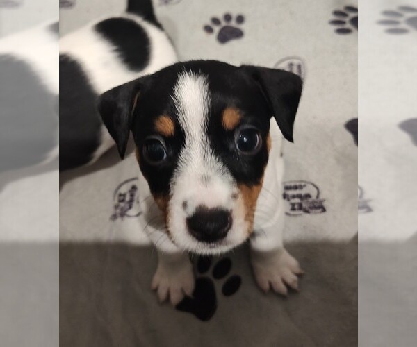 Medium Photo #1 Jack Russell Terrier Puppy For Sale in JASPER, FL, USA