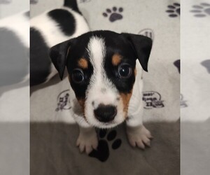 Jack Russell Terrier Puppy for sale in JASPER, FL, USA