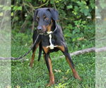 Small #3 Black and Tan Coonhound Mix