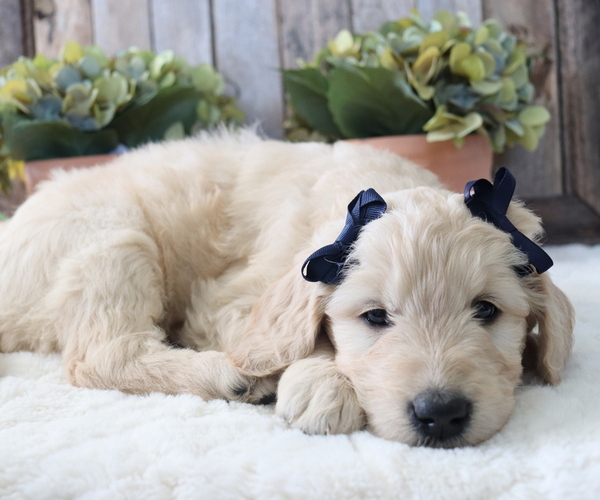 Medium Photo #4 Goldendoodle Puppy For Sale in HONEY BROOK, PA, USA