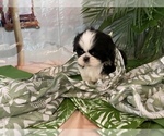 Small Photo #4 Shih Tzu Puppy For Sale in WINSTON SALEM, NC, USA