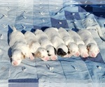 Small English Setter