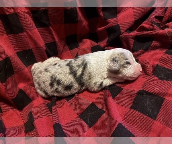 Medium Photo #22 Australian Shepherd Puppy For Sale in EUSTIS, FL, USA