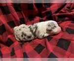 Small #2 Australian Shepherd