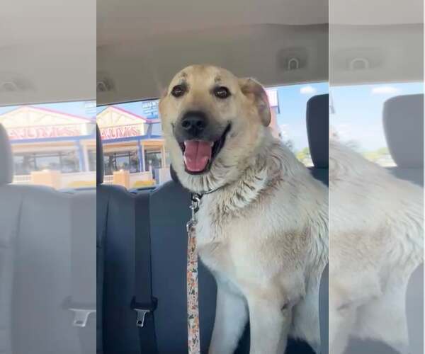 Medium Photo #1 Akbash-Anatolian Shepherd Mix Puppy For Sale in Tabernash, CO, USA