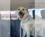 Small Akbash-Anatolian Shepherd Mix