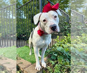 Poppy - Female American Pit Bull Terrier-Unknown Mix Dog for Adoption - Photo #3