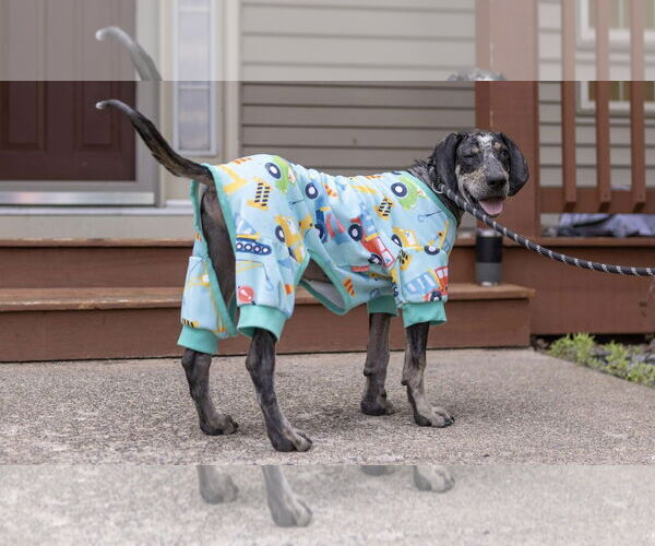 Medium Photo #18 Bluetick Coonhound-Unknown Mix Puppy For Sale in Princeton, MN, USA