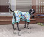 Small #17 Bluetick Coonhound Mix