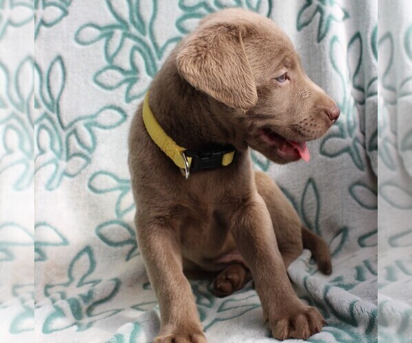 Medium Photo #5 Labrador Retriever Puppy For Sale in CHARLOTT HALL, MD, USA