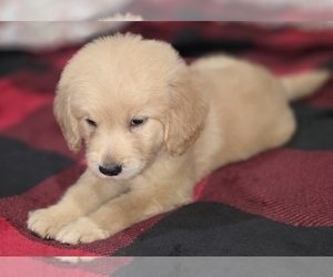 Goldendoodle Puppy for Sale in DUBLIN, Texas USA