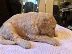 Small Photo #5 Labradoodle Puppy For Sale in KATY, TX, USA