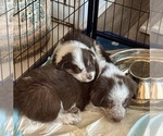 Small Photo #6 Border Collie Puppy For Sale in MARYVILLE, TN, USA